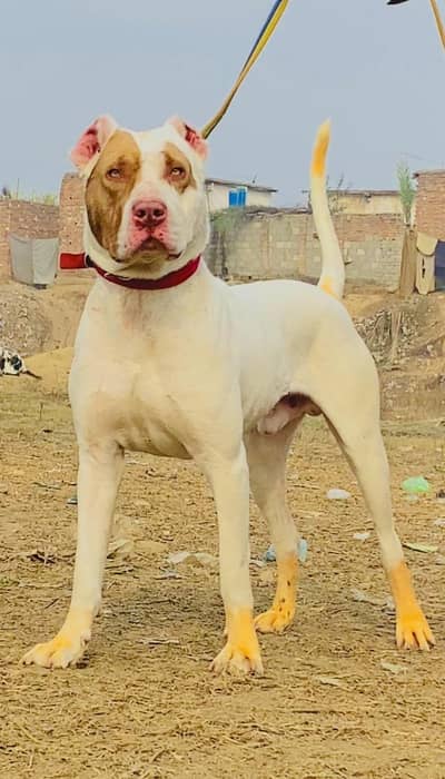 for sale Bully gultair mail available