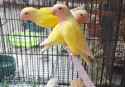 love birds red eyes for sale multan Block V Rs. 2200