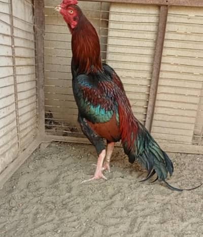 Lakha ptha Achi breed may sy ha