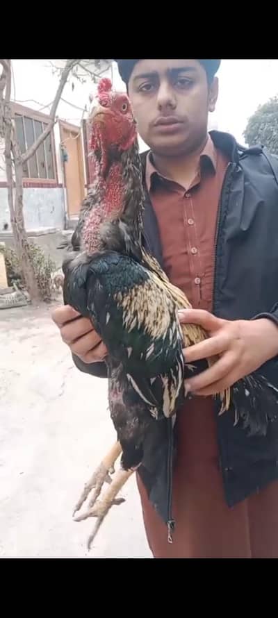 03004620410 Aseel jawa