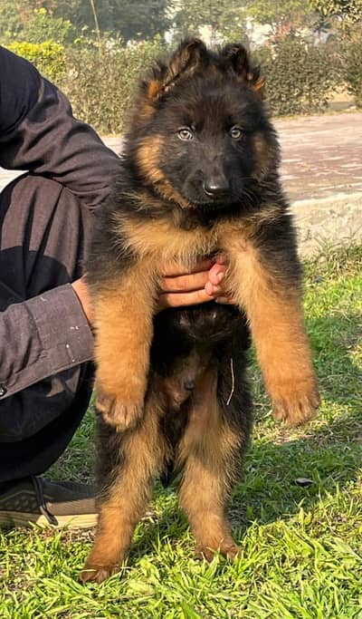 top show quailty black mask gsd proper long coat male pappy for sale