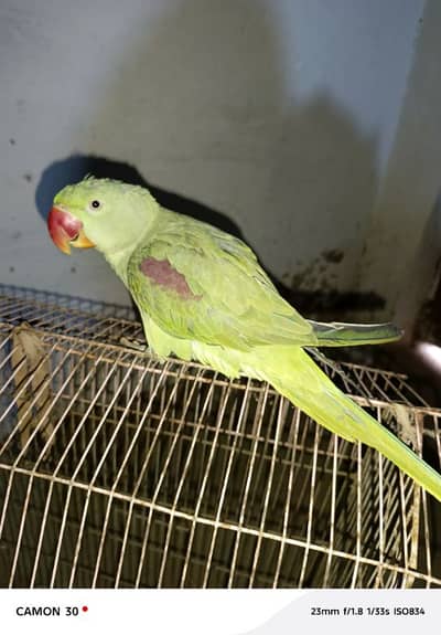 Kashmir raw paroot for sale