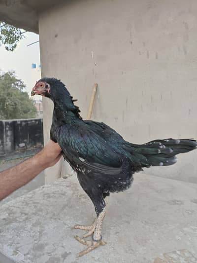 Pure Thai Pakoye Aseel Female / Burmi / Panus / Bennet / Pakoy