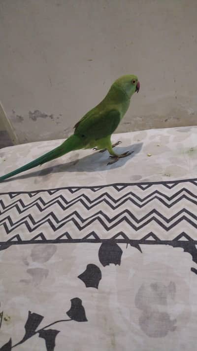 healthy and active ringneck