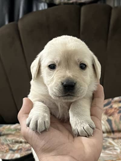 British lebrador retriever