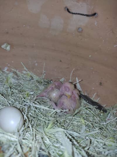 love birds breeder pair available hy