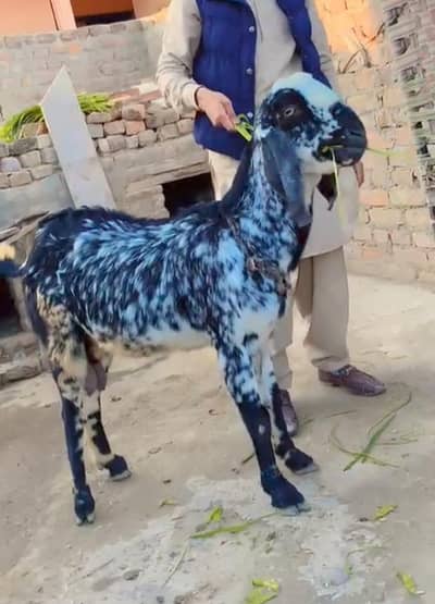 goat makhi cheeni black female  dod Dy Rhi do month ds din ki cross ha