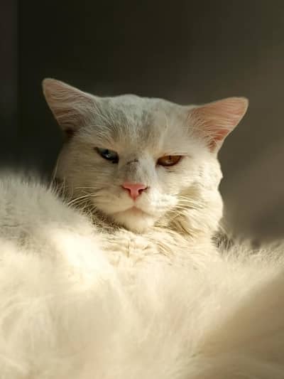 Male Persian Cat for sale