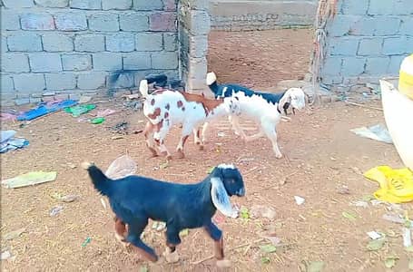 goat 4male kid  pair price 27500last  33500 pair price last