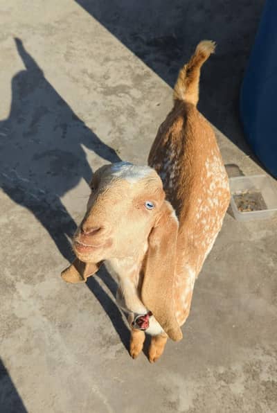 Makhi Cheena Bakra for sale
