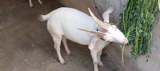 Goats for sale