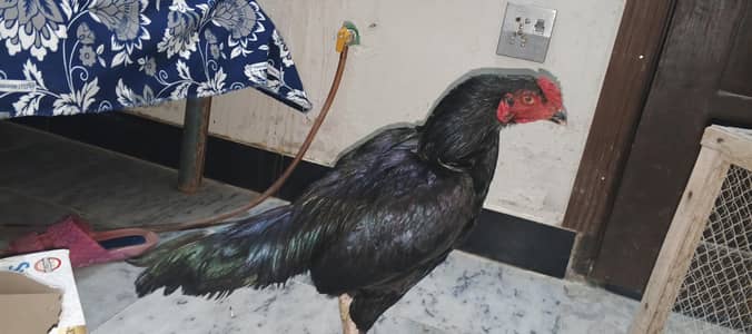 Mushka male female with three chicks