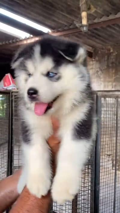 Siberian husky puppy for sale 0323.3070027 wattsapp No