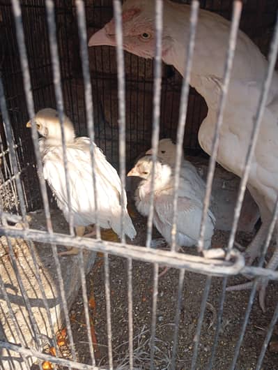 Heera-chicks/ lakha-chicks/ lasani mushka -chkicks