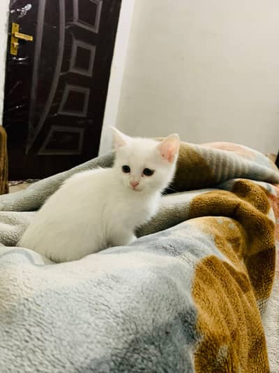 Persion Kitten For Sale