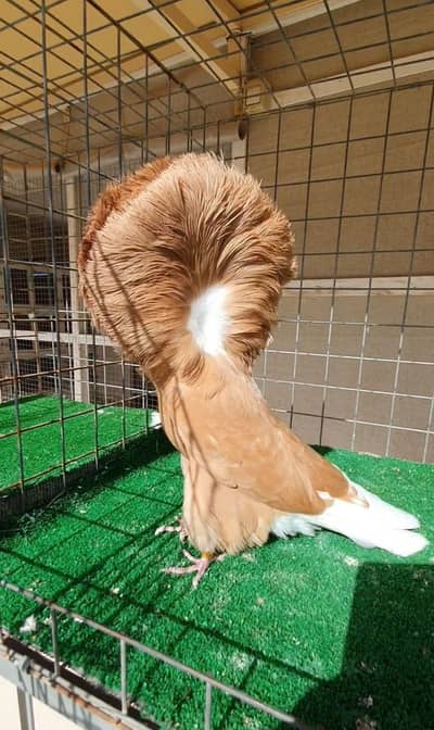 fancy pigeon#jacobine#nikaab posh  breeder pair 03105184376