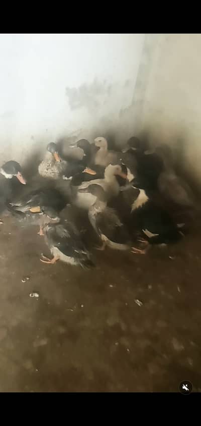 Ducks for sale ready to eggs   lays