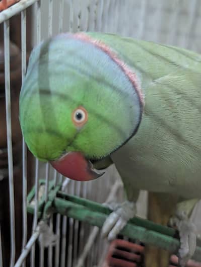 Green Ringneck male hand tame