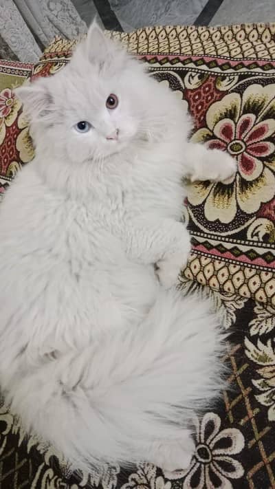 persian white od eyes cat