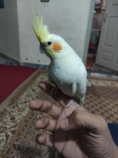 Common White Cocktail Tamed