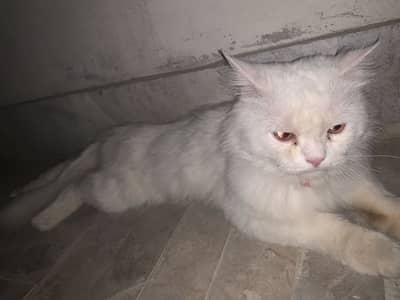 White male persian Only Whatapp 03411121218