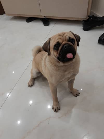 Pug 1.5 years age