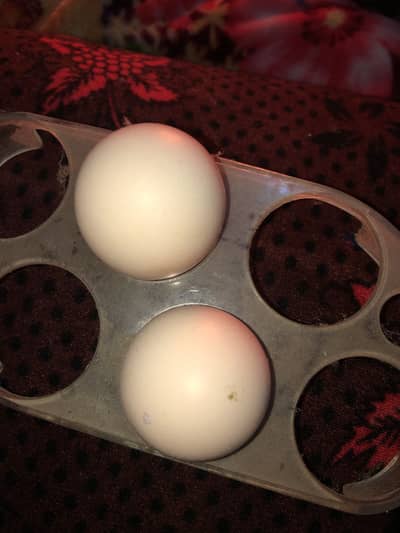 Aseel hen eggs For sale