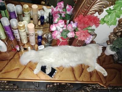 Persian long coat vaccinated well train male cat hy