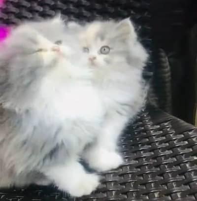 Quality Persian Punch Face Cats & Kittens 03094016734 WhatsApp
