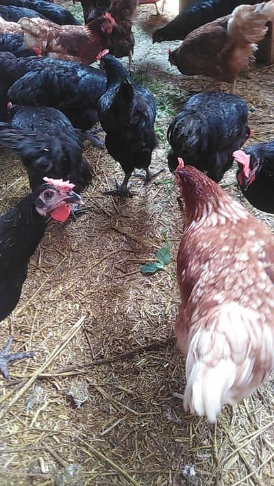 egg danay wali murgi ab gost k rate per