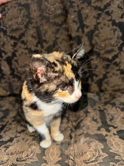 semi persian for adoption