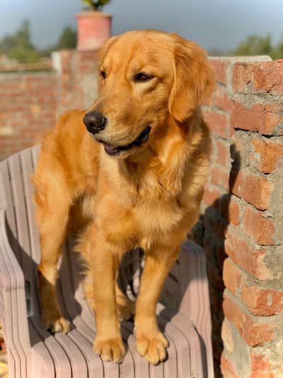 Golden Retriever Male