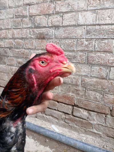 German oh shamo pure breed