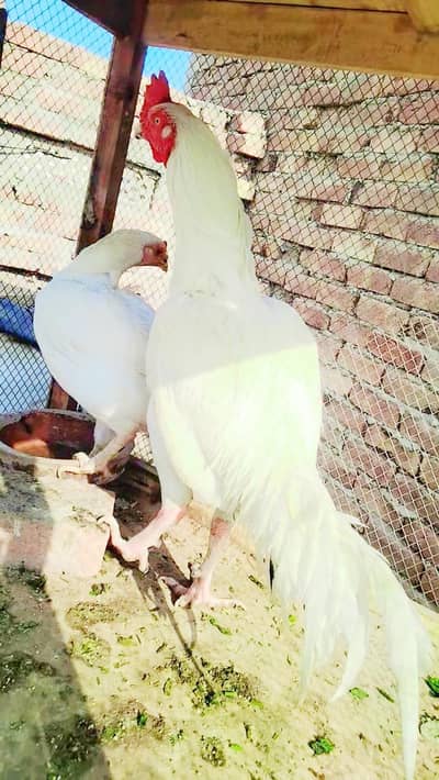 Aseel Heera ( paper White) Pair