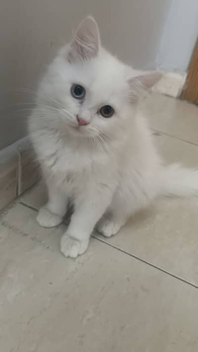 Persian kitten 2.5 months old