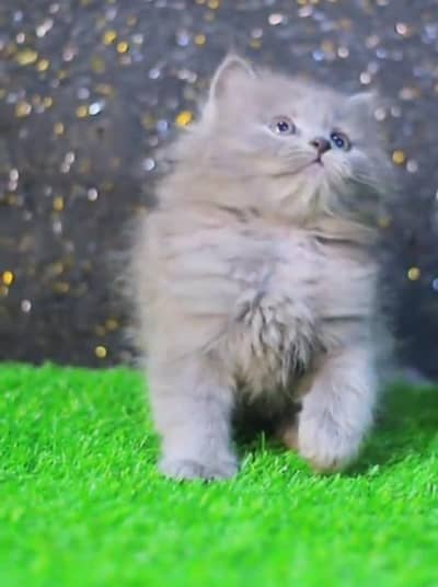 persian Panch face Cat female age two month grey colour