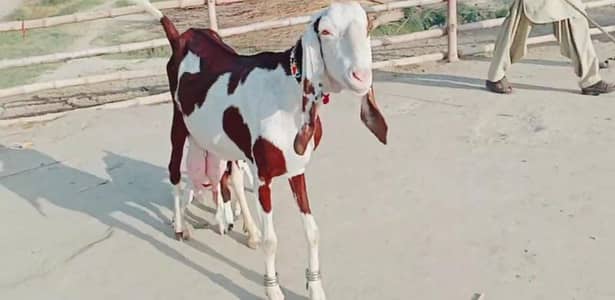 Desi Bakri 2 Bacchon Ka Sath for sale/ 03221442364