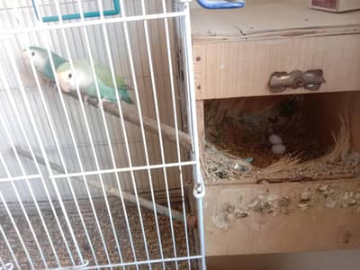 Love Birds Bonding Pair with Cage