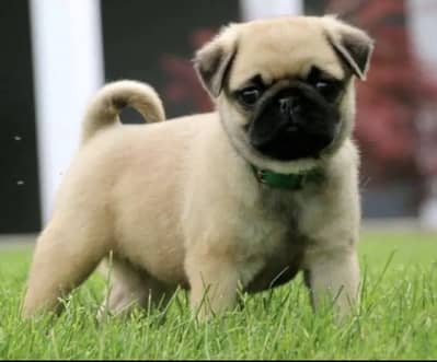 PUG PUPPIES AVALIBLE FOR SALE