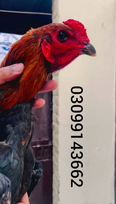 Japanese pakoye patha age 10months