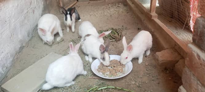 5 female rabbits and  1 male rabbit
