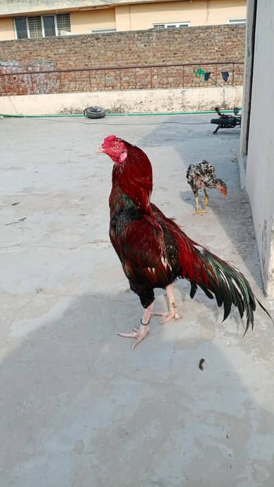 Mianwali | Aseel | white nok nali | mianwali roaster | Murgha |Breeder