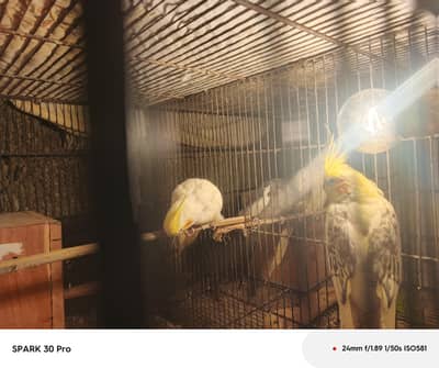 cocktail border Pair available 100% confirm breeder