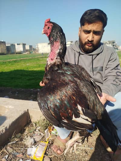 Miawali Aseel murga for sale js ko cheez ki smaj ho Wohi Rbta kry