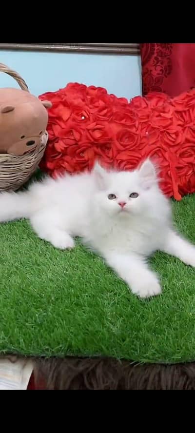 Persian kitten vaccinated triple coted and latter trand
