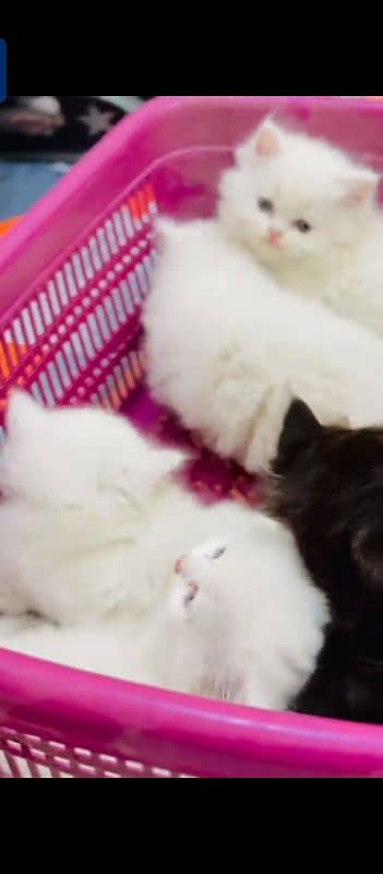 Persian cat for sale male female vaccine clear 0322=93=98=820=