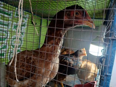 aseel murgi  with 3 months kids