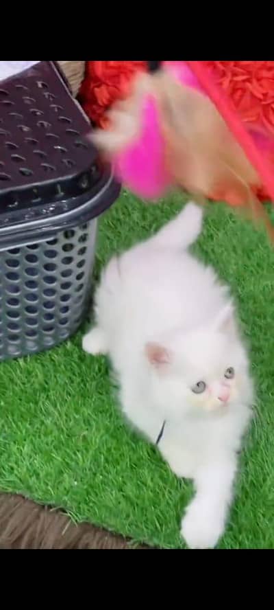 pure Persian cat vaccinated triple coted