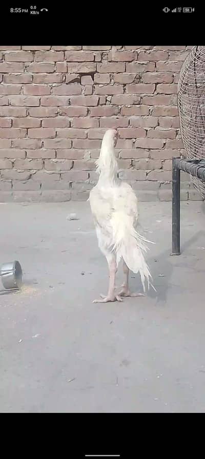 pure shamo patha for sale