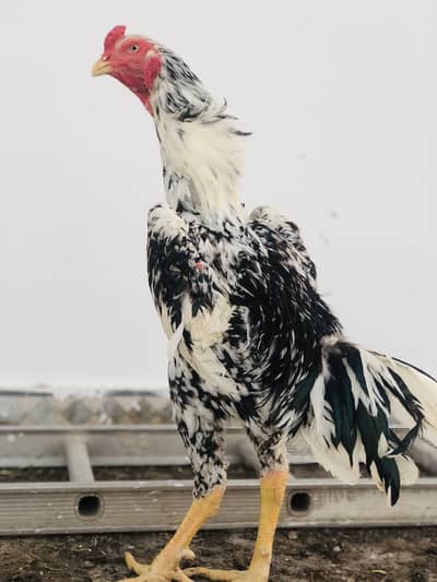 O shamoo breader male